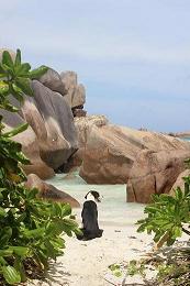 nachdenklicher Seychellenhund