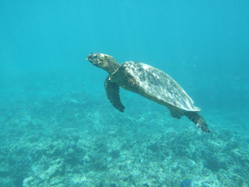 Hawksbillturtle bei Felicite